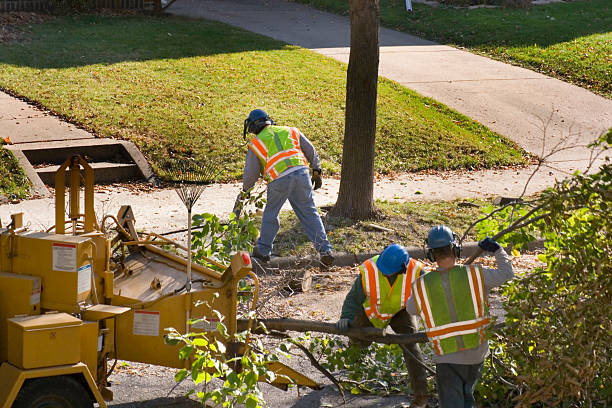 Best Tree Health Inspection  in Haskell, OK